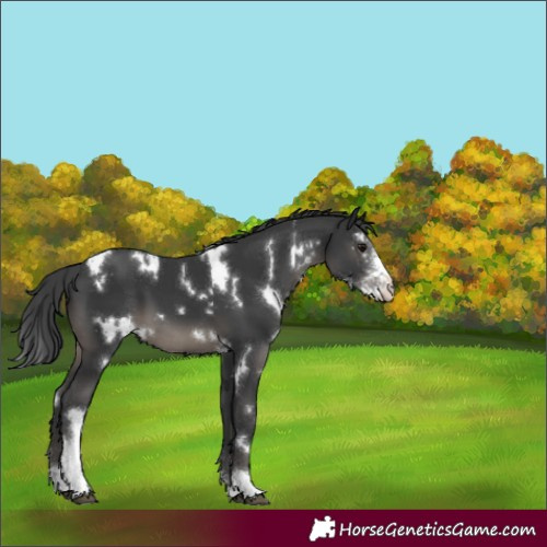 Horse Color:White Spotted Black Sabino 