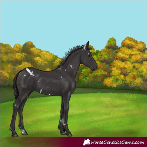 Horse Color:White Spotted Smoky Black Sabino 