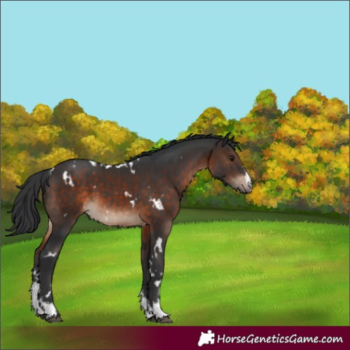 Horse Color:White Spotted Brown Sabino 