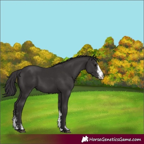 Horse Color:Smoky Black Sabino 