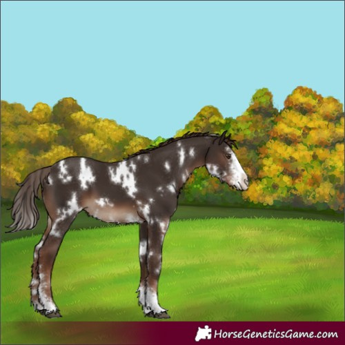 Horse Color:White Spotted Liver Chestnut Sabino 