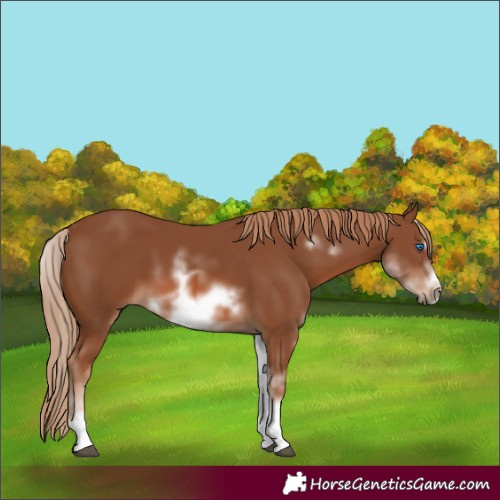 Horse Color:White Spotted Chestnut Sabino Frame 