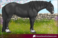 Horse Color:Platinum Black 