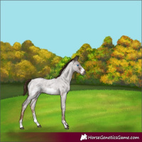 Horse Color:Gray Red Roan Sabino Frame 