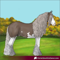 Horse Color:Silver Black Splash