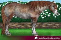 Horse Color:Red Onyx Ice Appaloosa