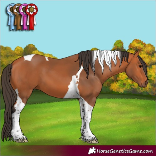 Horse Color:Bay Tobiano 