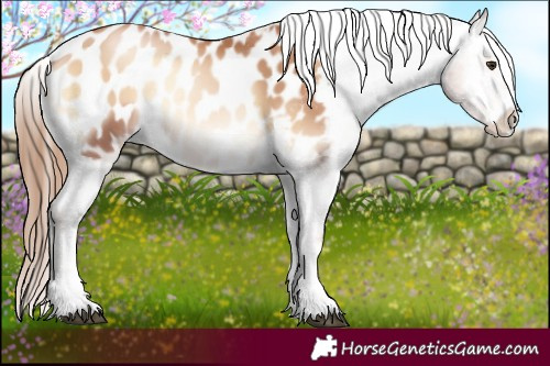 Horse Color:Red Onyx Pearl Appaloosa 
