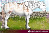 Horse Color:Red Onyx Pearl Appaloosa