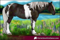 Horse Color:Midnight Silver Black Tobiano Rabicano 