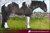 Horse Color:Platinum Brown Tobiano