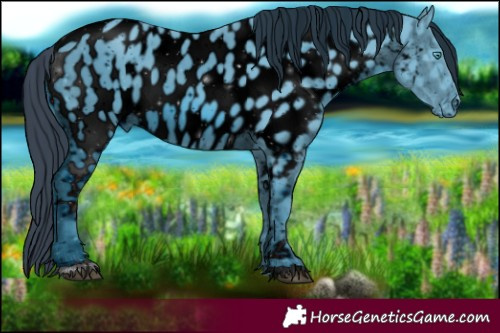 Horse Color:ERROR: UNKNOWN ANOMALY