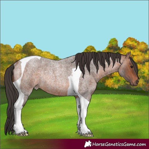 Horse Color:Bay Roan Tobiano Rabicano 