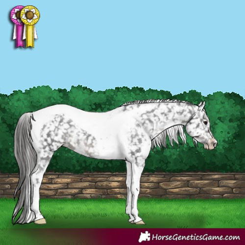 Horse Color:White Spotted Black Tobiano Appaloosa Rabicano 