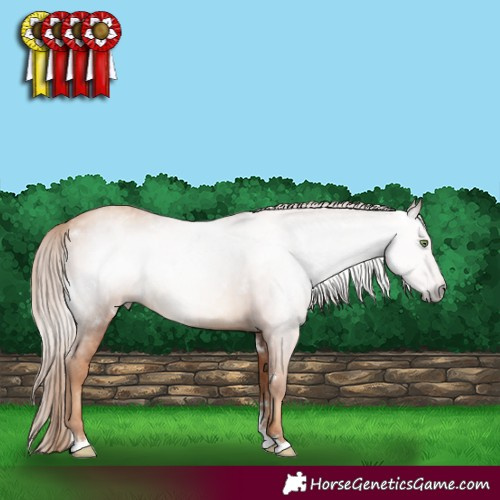 Horse Color:Gray White Spotted Gold Champagne Appaloosa Rabicano 