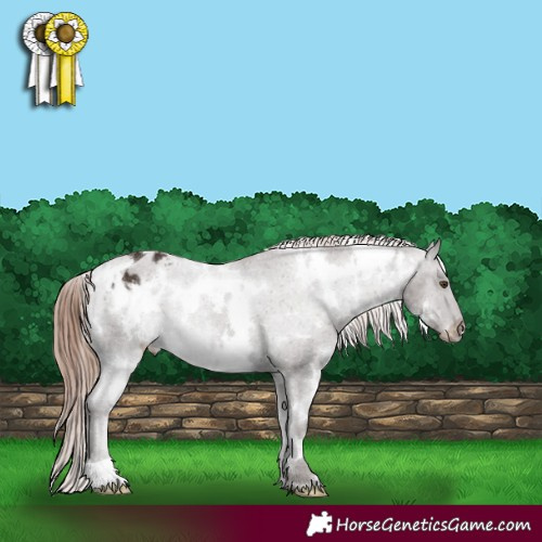Horse Color:White Spotted Liver Chestnut Appaloosa 