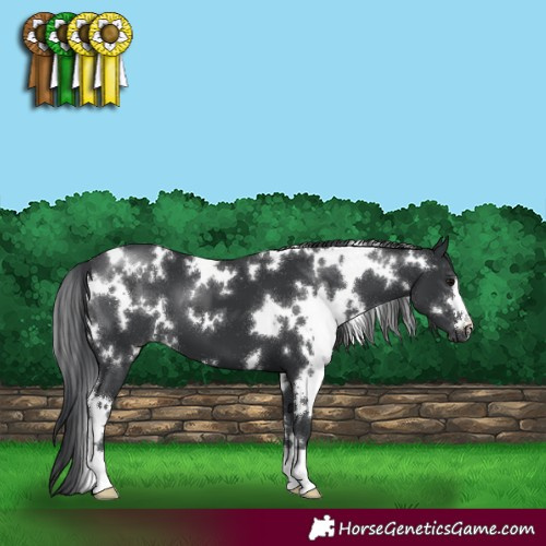 Horse Color:White Spotted Black 