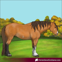Horse Color:Buckskin Sabino Rabicano and Buckskin Sabino