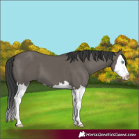 Horse Color:Grullo Splash