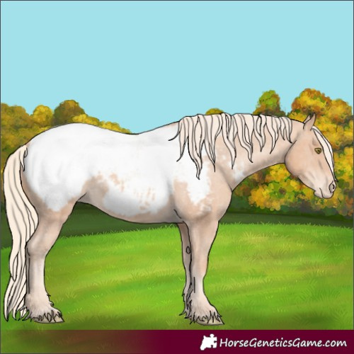 Horse Color:Gold Champagne Appaloosa 