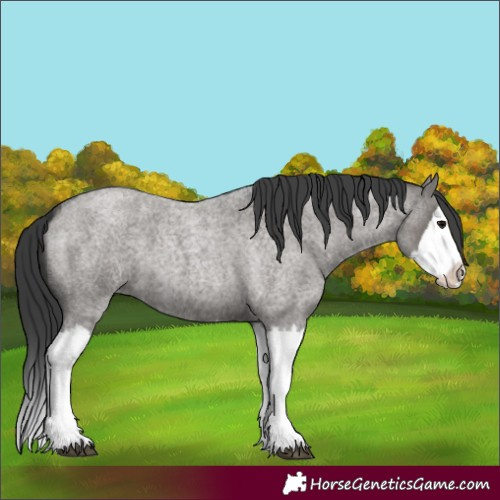 Horse Color:Grullo Roan Splash 