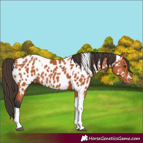 Horse Color:Bay Tobiano Appaloosa 