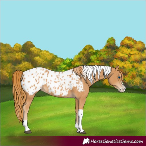 Horse Color:Chestnut Splash Tobiano Appaloosa 