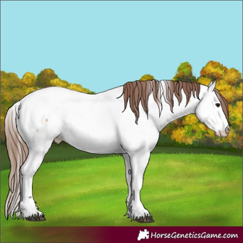 Horse Color:Bay Dun Appaloosa 