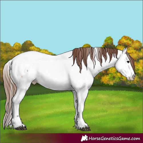 Horse Color:Bay Dun Appaloosa