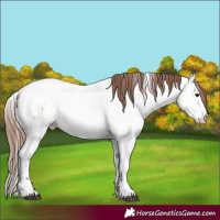Horse Color:Bay Dun Appaloosa 