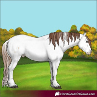 Horse Color:Bay Dun Appaloosa