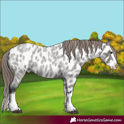 Horse Color:Grullo Roan Splash Appaloosa