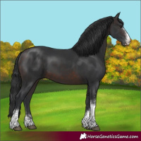 Horse Color:Brown Sabino