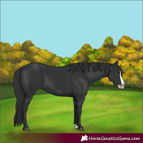 Horse Color:Black Splash