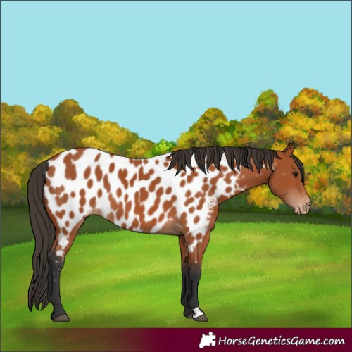 Horse Color:Bay Appaloosa 
