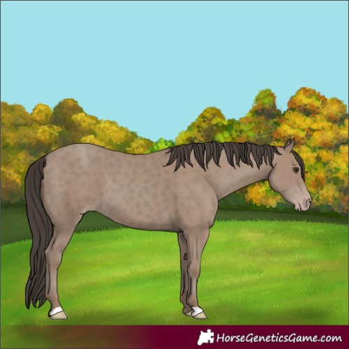 Horse Color:Classic Champagne 