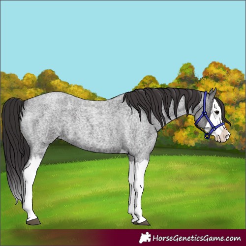 Horse Color:Smoky Blue Roan Splash