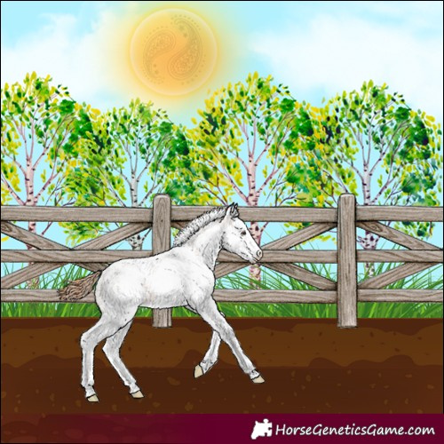 Horse Color:White Spotted Chestnut Splash 