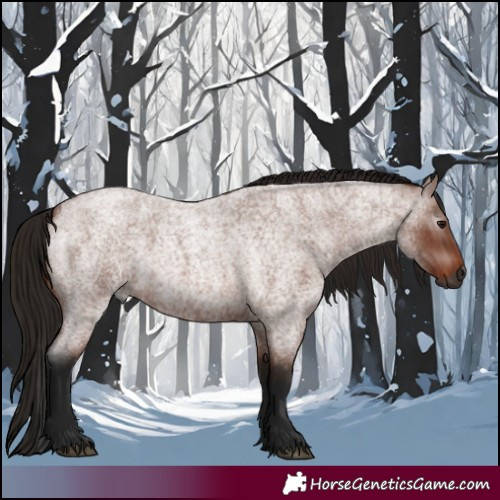 Horse Color:Gray Bay Roan