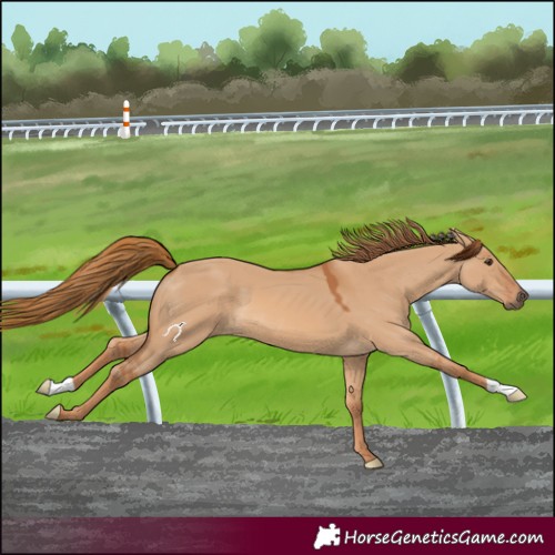 Horse Color:Red Dun 