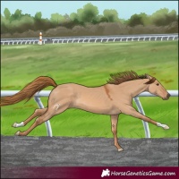 Horse Color:Red Dun 