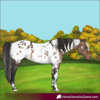Horse Color:White Spotted Brown Dun Blanket 