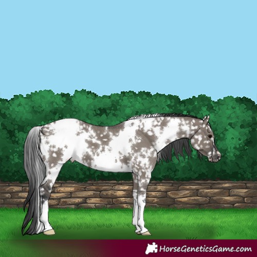 Horse Color:White Spotted Grullo Appaloosa 