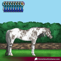 Horse Color:White Spotted Grullo Blanket 