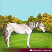 Horse Color:White Spotted Liver Red Dun Pearl Sabino 