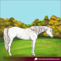 Horse Color:White Spotted Chocolate Palomino Pearl Dun Sabino Blanket 