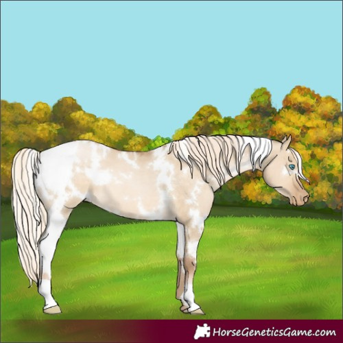 Horse Color:White Spotted Chocolate Palomino Pearl Dun