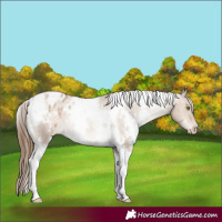 Horse Color:White Spotted Brown Pearl Dun Tobiano Blanket 