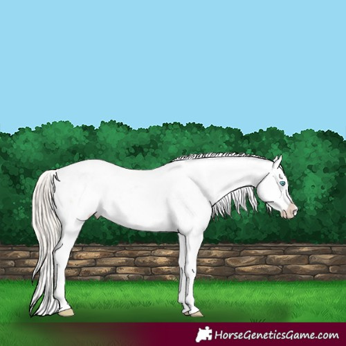 Horse Color:White Spotted Chocolate Palomino Pearl Dun Sabino Appaloosa 