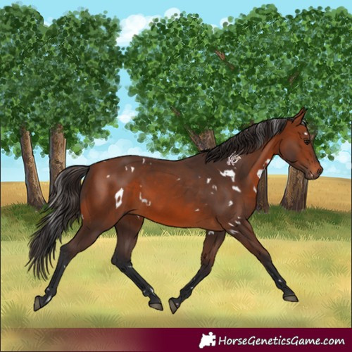 Horse Color:White Spotted Bay 